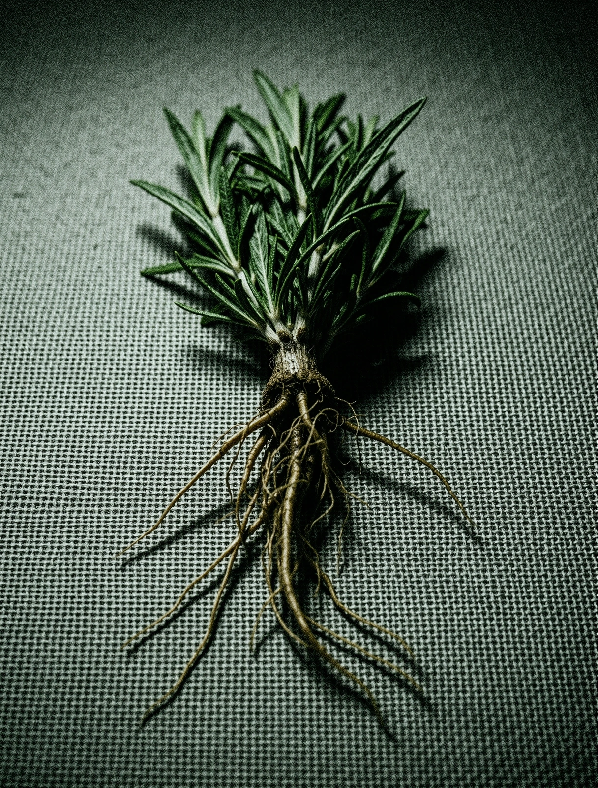 Botanical root specimen