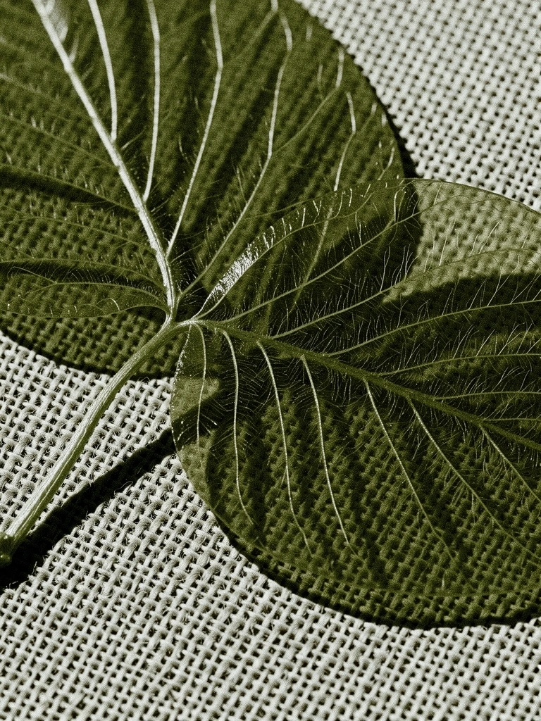 Texture of natural fibers